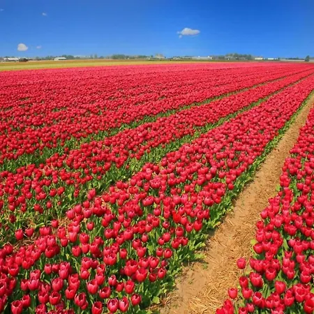 In Near Bergerbos Forest 卑尔根