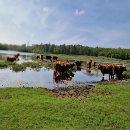 In Near Bergerbos Forest * Bergen